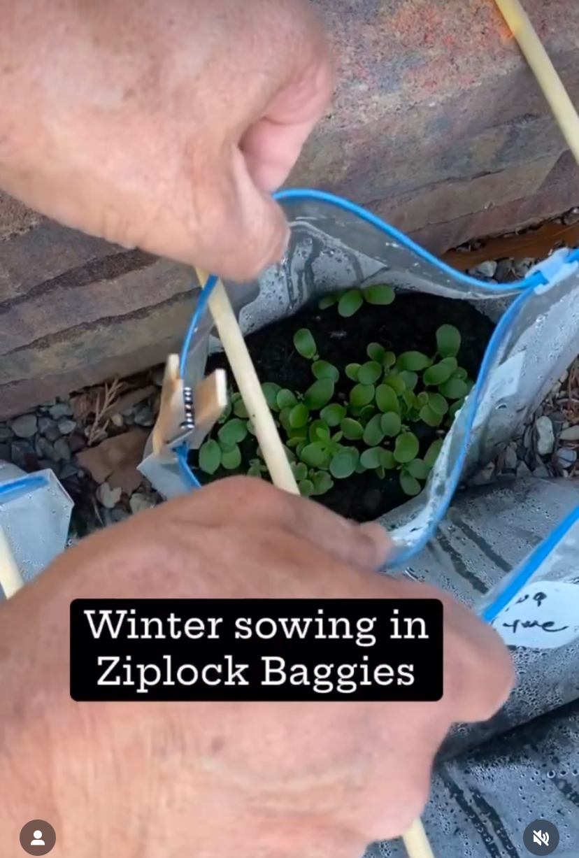 Winter Sowing Seed KIT - Wintersowing in Ziplock Ziploc Bags - Gift for Gardener - 16 Seed packets included - everything included 1530 Seeds