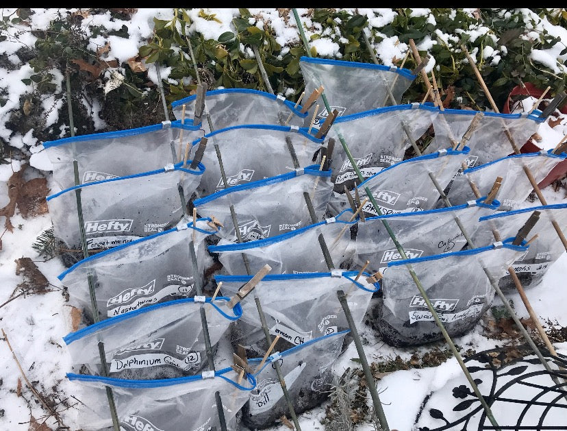 Winter Sowing Instructions Illustrated step by step instructions for seed starting in bags in the winter, plus seed list.