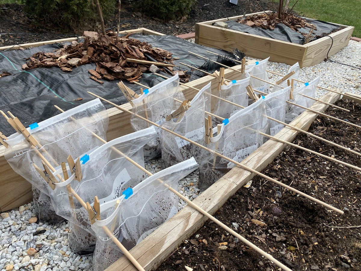 Winter Sowing Instructions Illustrated step by step instructions for seed starting in bags in the winter, plus seed list.