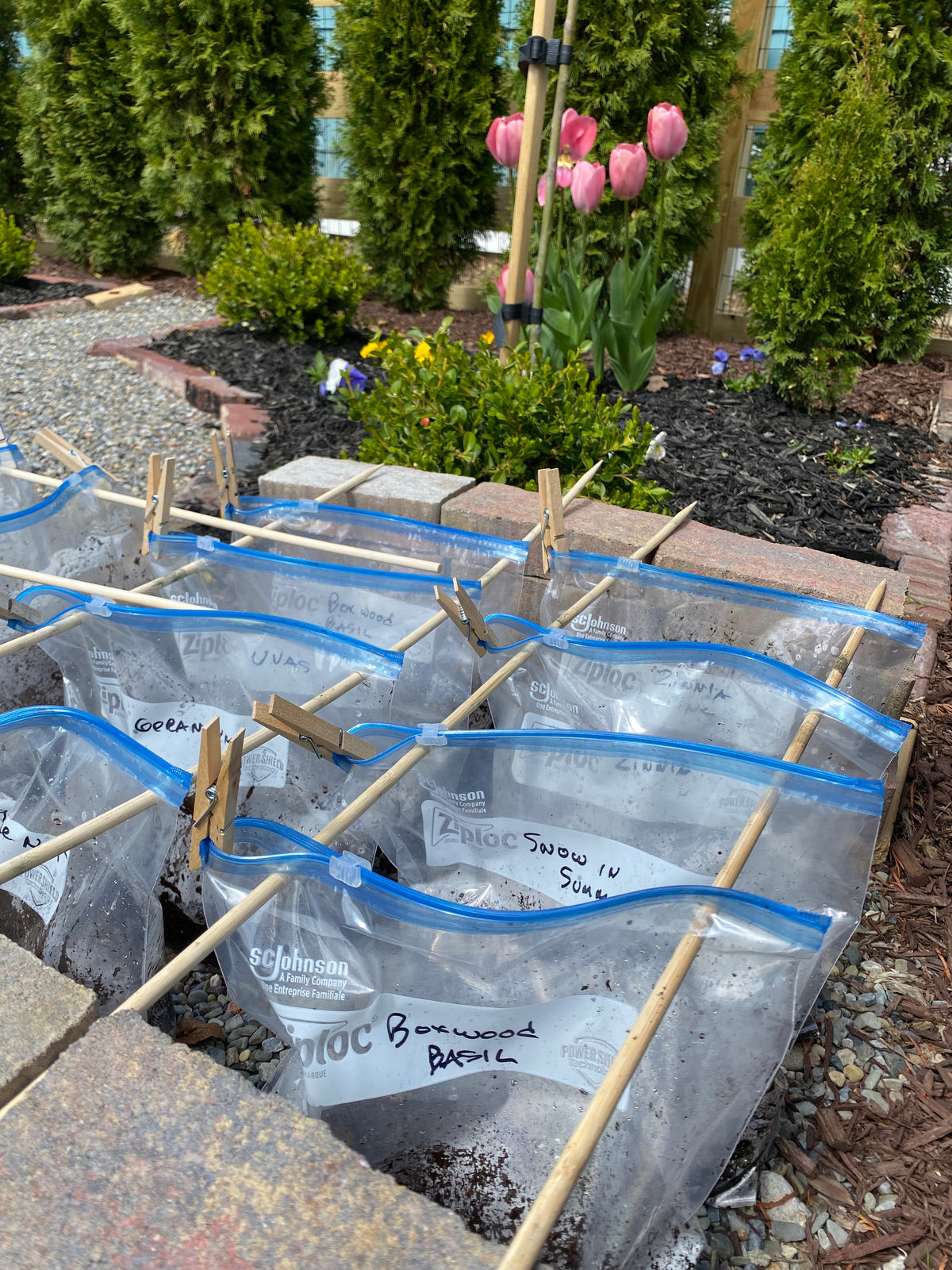 Winter Sowing Instructions Illustrated step by step instructions for seed starting in bags in the winter, plus seed list.