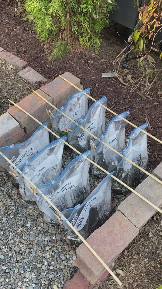 winter sowing bags filled with soil